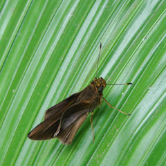 Lepidoptera