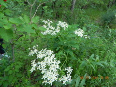 Ground Clematis (Clematis recta)