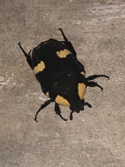 Clinteria imperialis