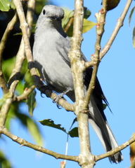 Coracina caesia caesia