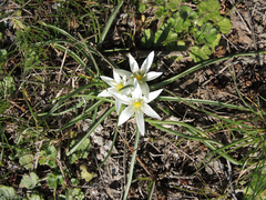Ornithogalum sigmoideum
