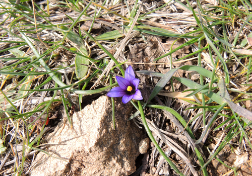 Romulea linaresii