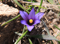 Romulea linaresii