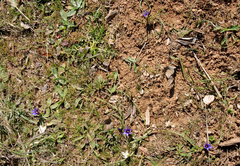 Romulea linaresii