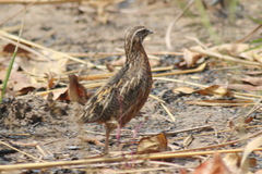 Coturnix delegorguei