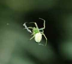 Araneus ginninderranus