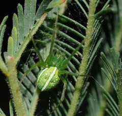 Araneus ginninderranus