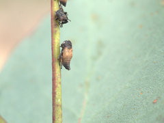 Eurymelessa moruyana