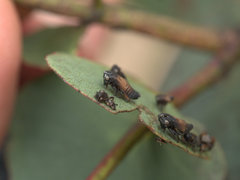 Eurymelessa moruyana