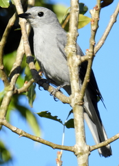 Coracina caesia caesia