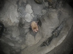 Mormoops megalophylla