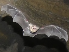 Mormoops megalophylla