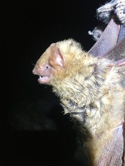 Lasiurus intermedius