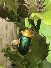 Cacoscelis marginata