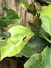 Cacoscelis marginata