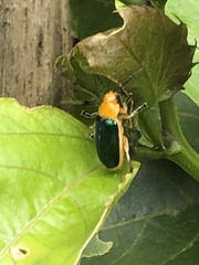 Cacoscelis marginata