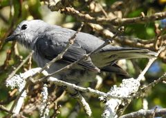 Coracina caesia caesia