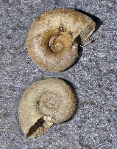 Planorbarius metidjensis