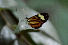 Hypothyris euclea laphria