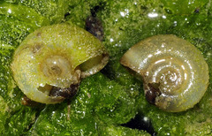 Planorbarius metidjensis