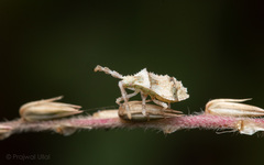 Gonocerini