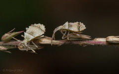 Gonocerini