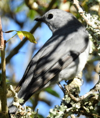 Coracina caesia caesia