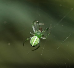Araneus ginninderranus