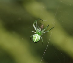 Araneus ginninderranus