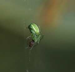 Araneus ginninderranus