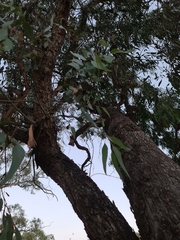 Eucalyptus bridgesiana