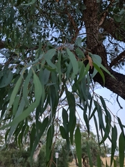 Eucalyptus bridgesiana