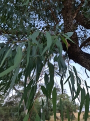 Eucalyptus bridgesiana