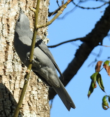 Coracina caesia caesia