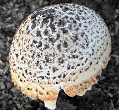 Saproamanita foetidissima