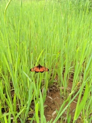 Acraea pudora