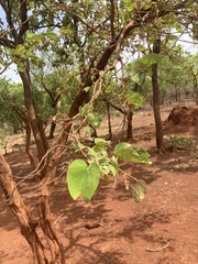 Piliostigma thonningii
