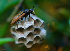 Polistes cinerascens