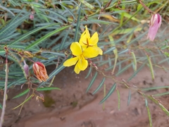 Chamaecrista flexuosa
