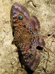 Speiredonia