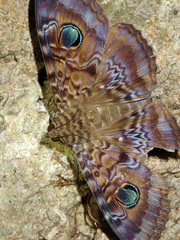 Speiredonia
