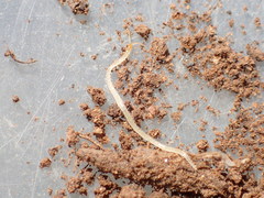 Nyctunguis catalinae
