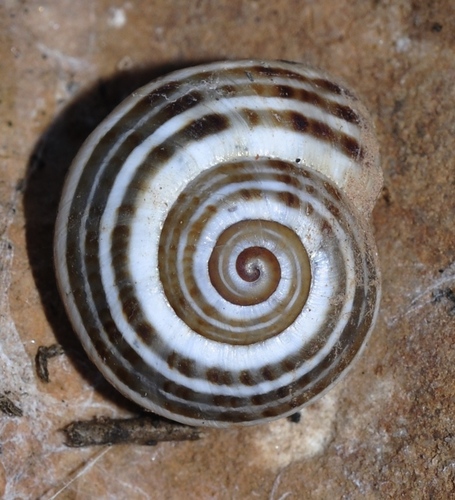 Splendid Helix, photo 5 of 9