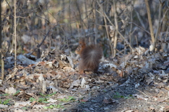 Sciurus vulgaris