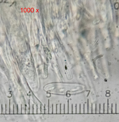 Lachnellula occidentalis