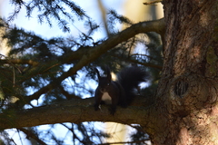 Sciurus vulgaris