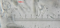 Lachnellula occidentalis