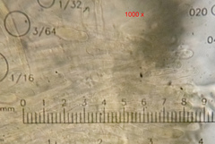 Lachnellula occidentalis