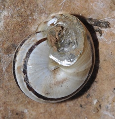 Pseudotachea splendida