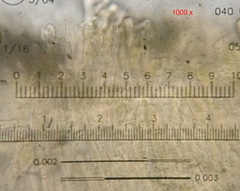 Lachnellula occidentalis